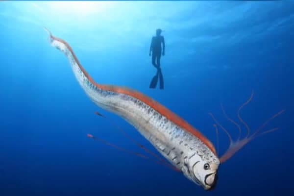 Avvistato in Italia il pesce dell’apocalisse: il mistero del Regalecus Glesne