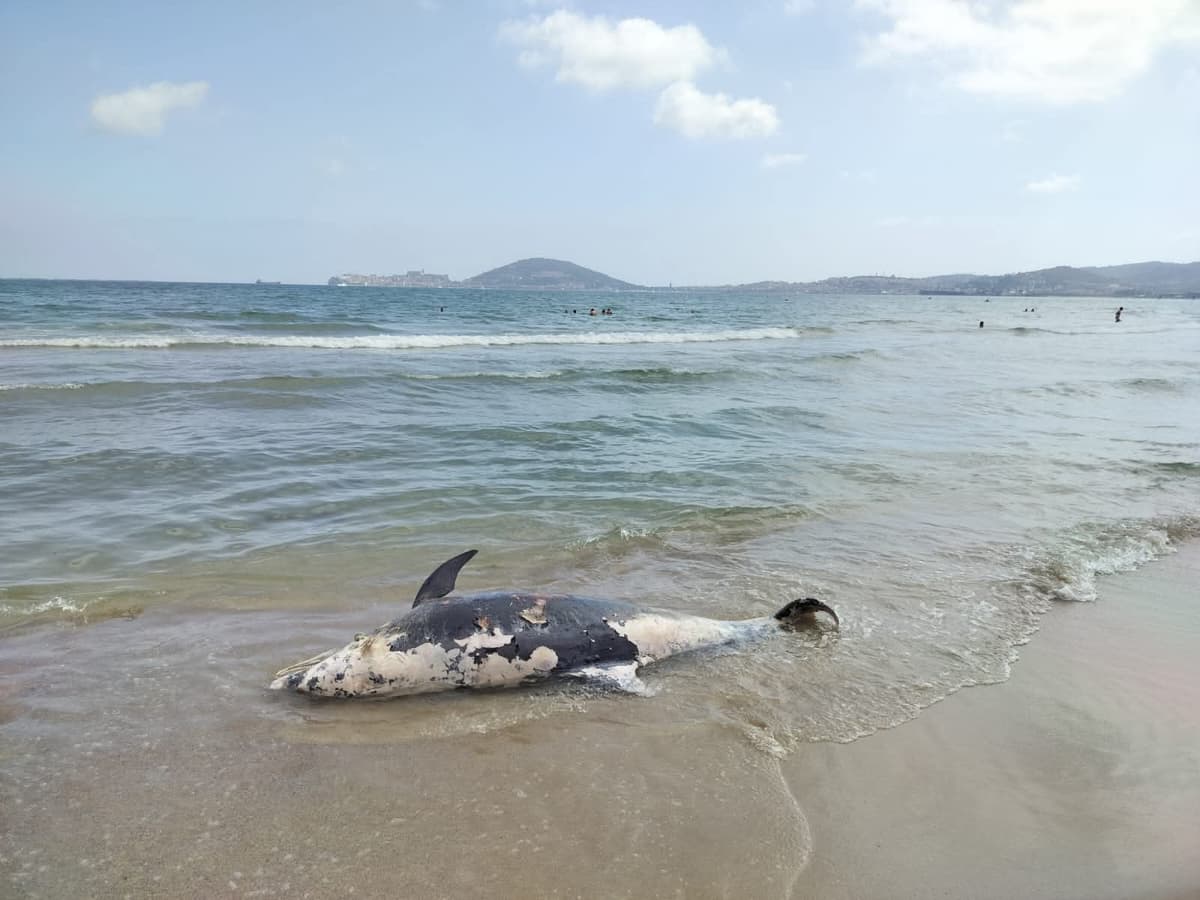 FOTO - Sulle coste del Golfo di Gaeta: tre tartarughe e un delfino trovati morti in tre mesi