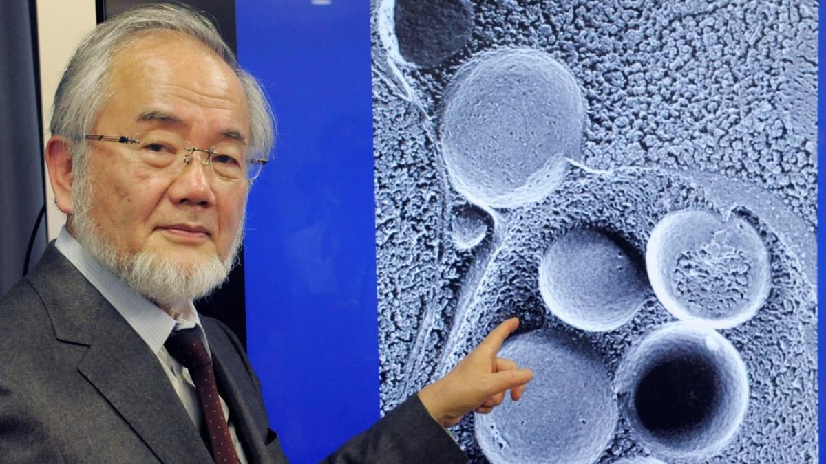 Il meccanismo di "cannibalizzazione" cellulare: l'autofagia. La scoperta del ricercatore Premio Nobel 2016 Yoshinori Ohsumi