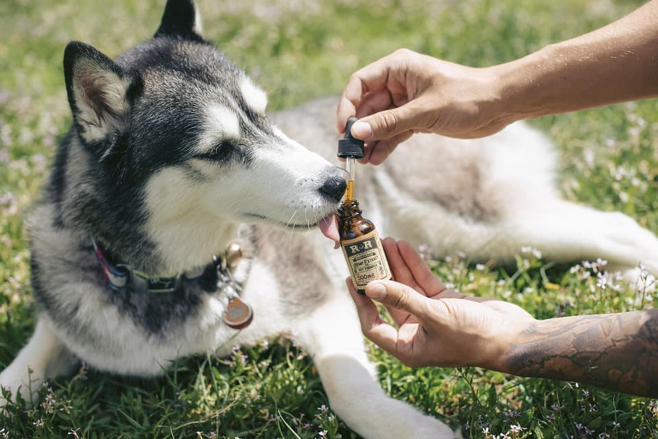 CBD per animali: la soluzione naturale per la salute e la serenità di cani e gatti