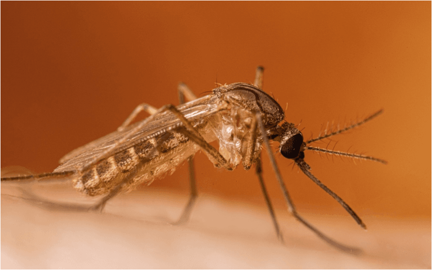West Nile, morta una donna in ospedale a Fondi