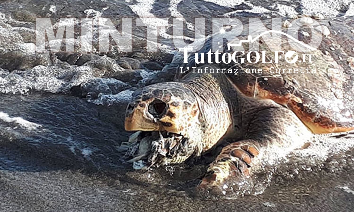 5 tartarughe caretta caretta decedute in 5 mesi nel Golfo di Gaeta. Ancora un ritrovamento