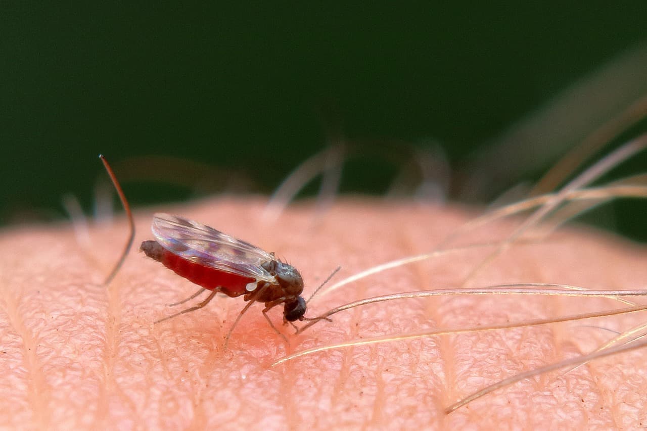 Altri due casi di West Nile Virus. Un paziente è attualmente ricoverato in terapia intensiva