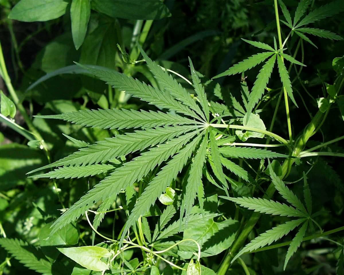 Il mercato della cannabis in Europa: tendenze, impatti e novità legislative