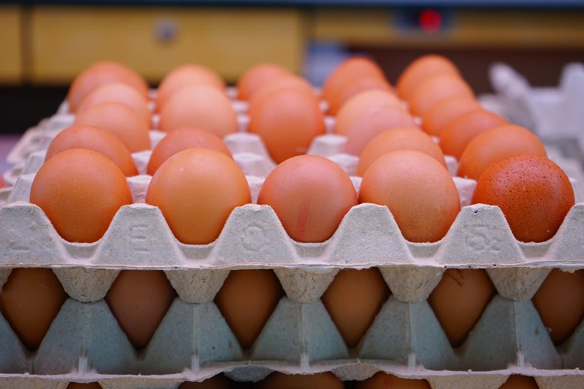 Uova, richiamo alimentare per rischio microbiologico. I lotti