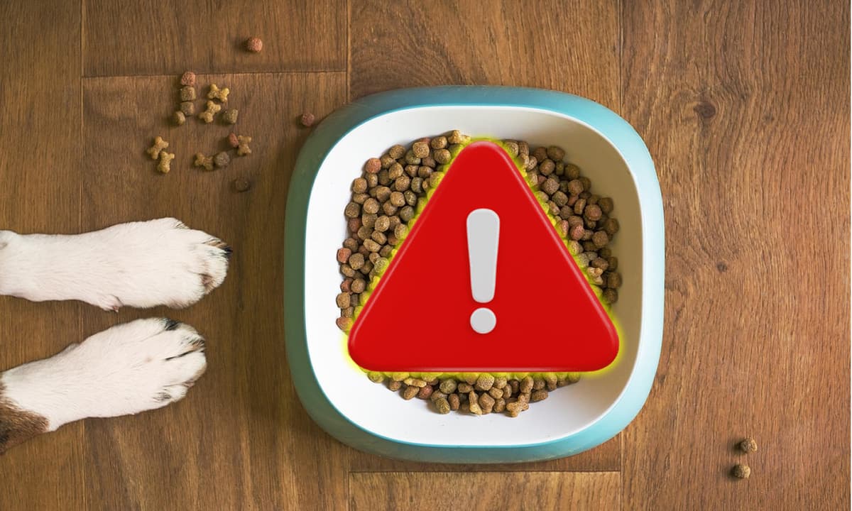 Richiamo alimentare: crocchette per cani ritirate dal mercato per aflatossina oltre i limiti