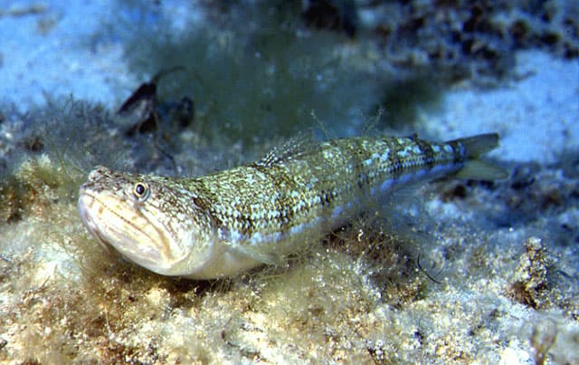 Il Mediterraneo che cambia: avvistato il pesce lucertola diamante