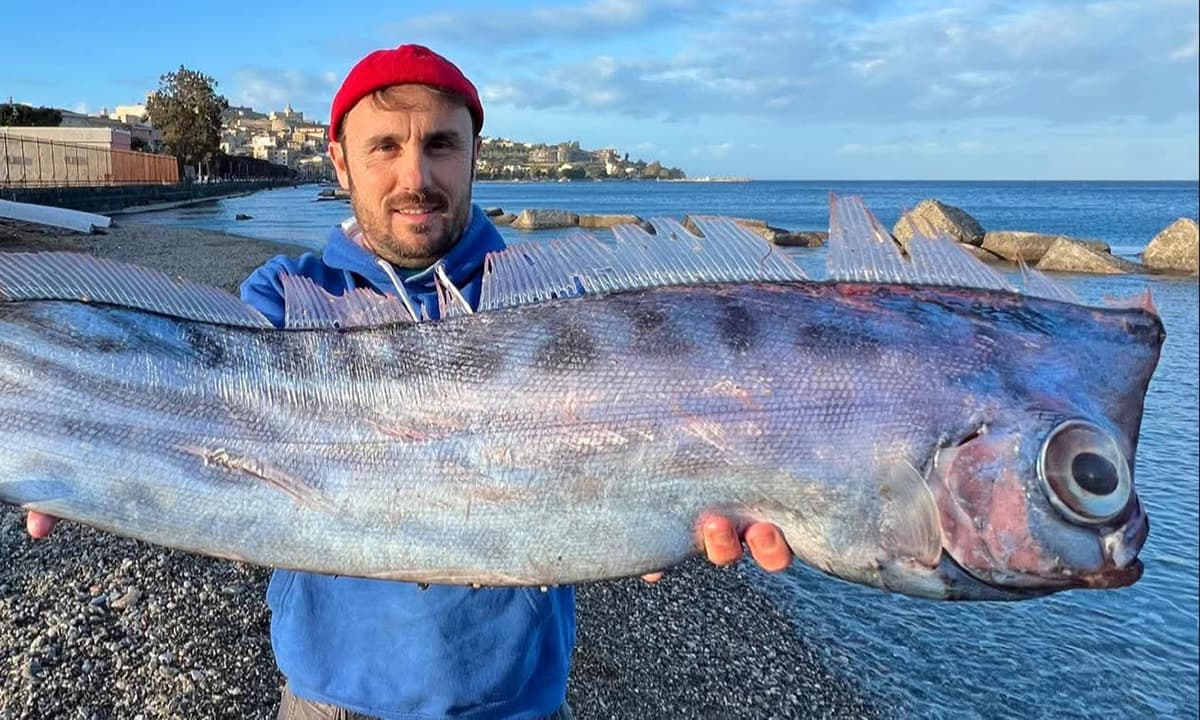 Dagli abissi alla riva, l’unicorno del mare affiora in Italia