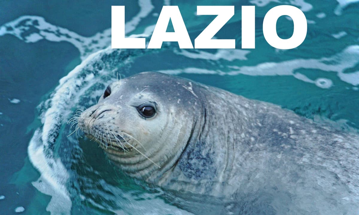 La foca monca è tornata nel Lazio. La vedremo anche nel Golfo di Gaeta?