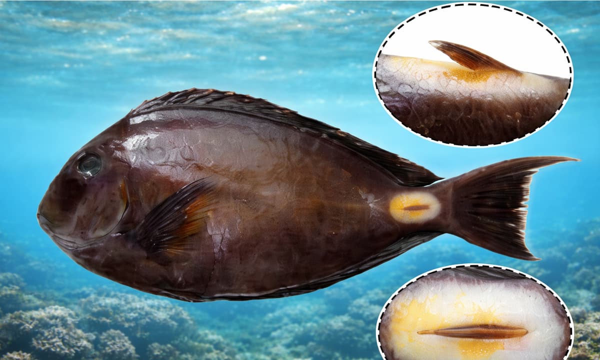 “Pesce dalle lamette” nel mare Adriatico: cosa sappiamo davvero