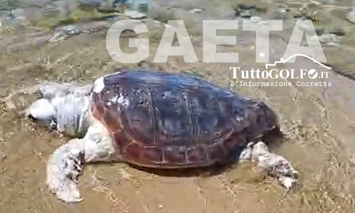 Macabra scoperta a Gaeta: tartaruga Caretta caretta trovata morta sul bagnasciuga