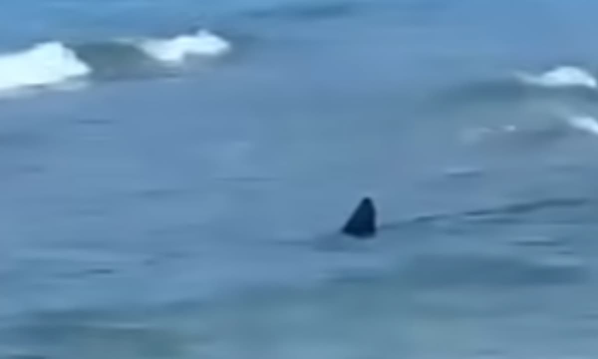 Squalo vicino alla riva in Provincia di Latina: il video ha fatto il giro del web