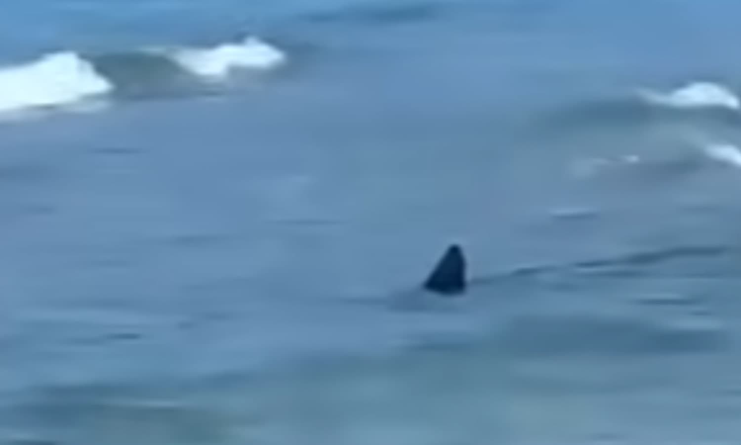 Squalo vicino alla riva in Provincia di Latina: il video ha fatto il giro del web
