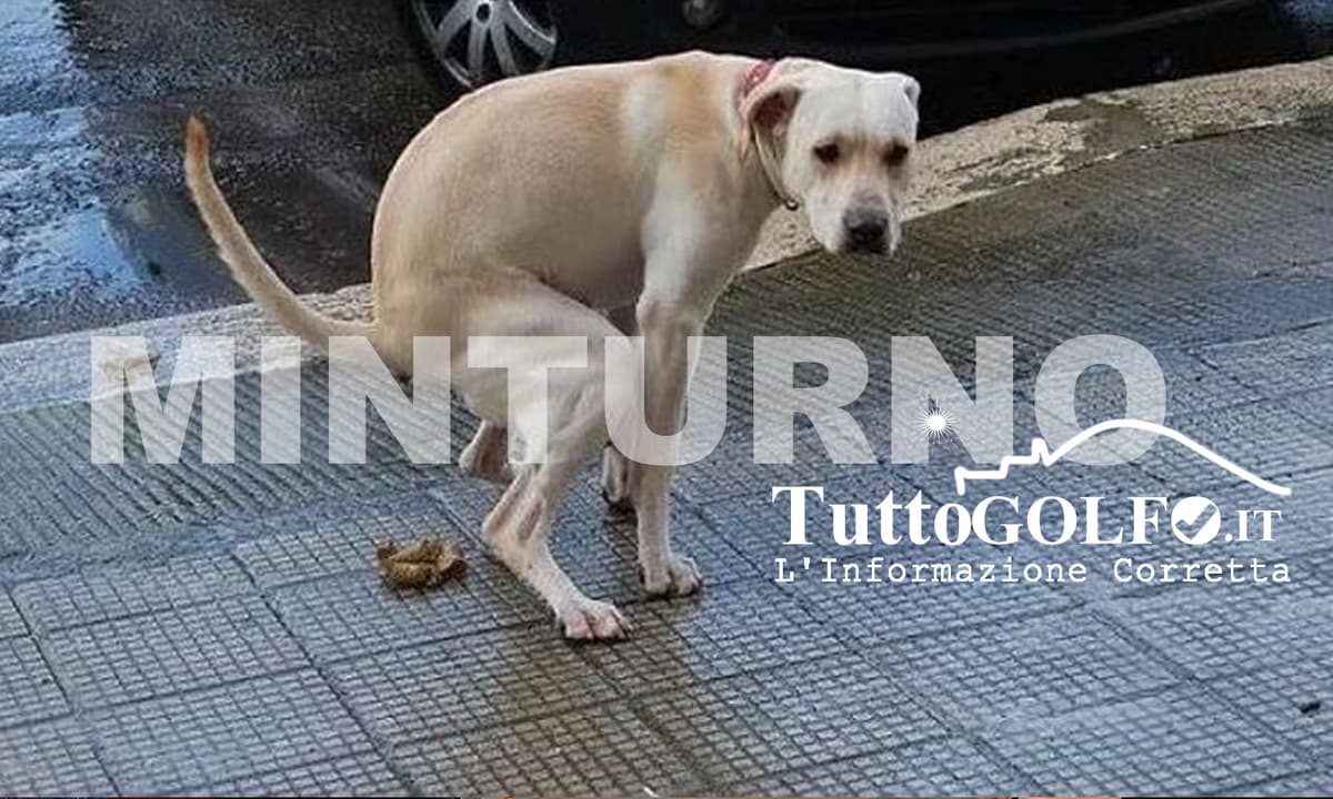 Minturno, stretta contro gli incivili: l’assessore Piernicandro D’Acunto annuncia nuove sanzioni per i proprietari di cani