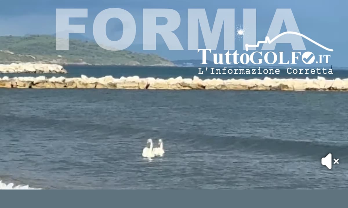 Formia - Cigni bianchi avvistati a Vindicio: “Uno spettacolo vicino alla costa”