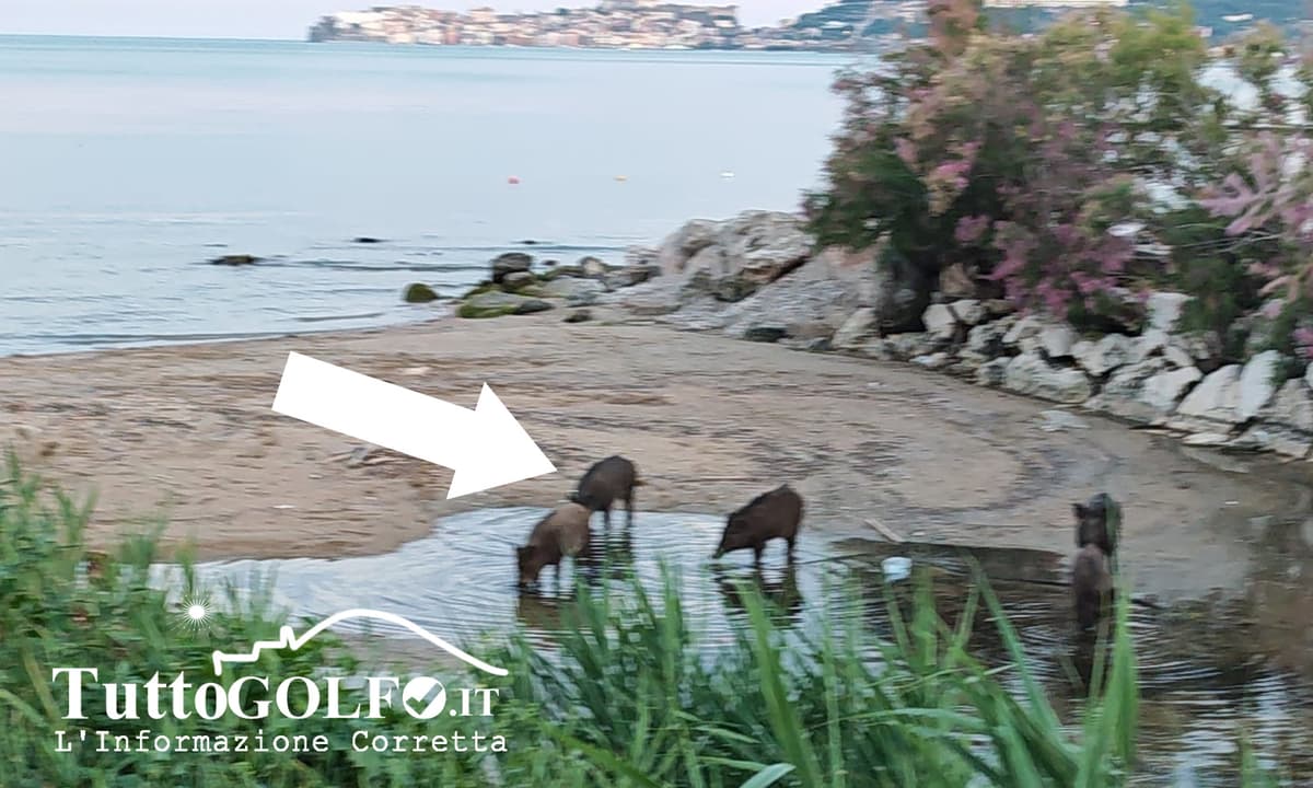 VIDEO - Formia, Cinghiali a Vindicio: avvistati in riva al mare alla foce del torrente Pontone