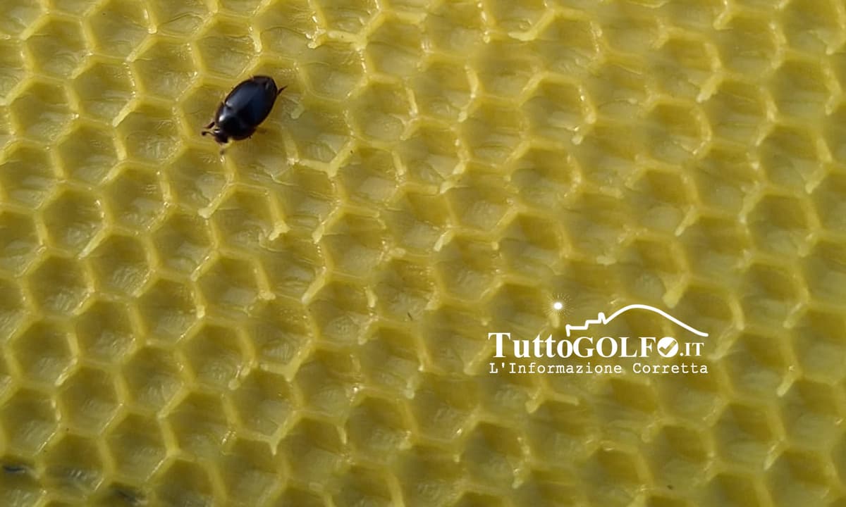 Allarme Aethina tumida nel Basso Lazio: apicoltori in stato di massima vigilanza
