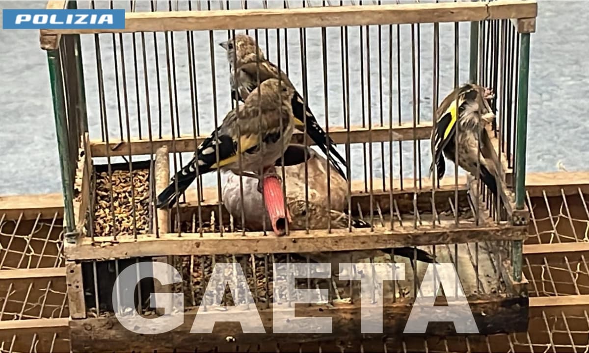 Gaeta, sequestrati quattro cardellini protetti: due denunciati per bracconaggio e maltrattamento animale