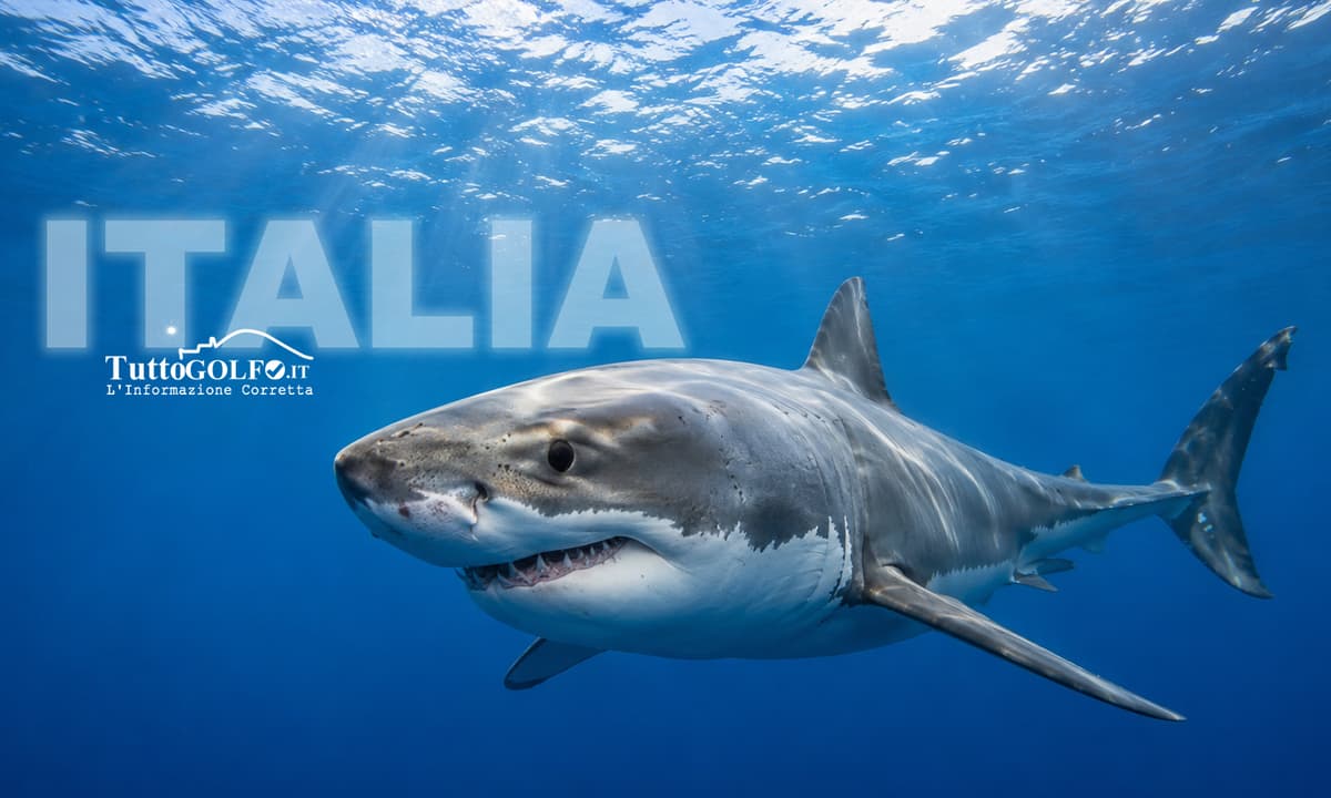 Squalo bianco nel Canale di Sicilia: il video che riscrive la storia degli avvistamenti nel Mediterraneo