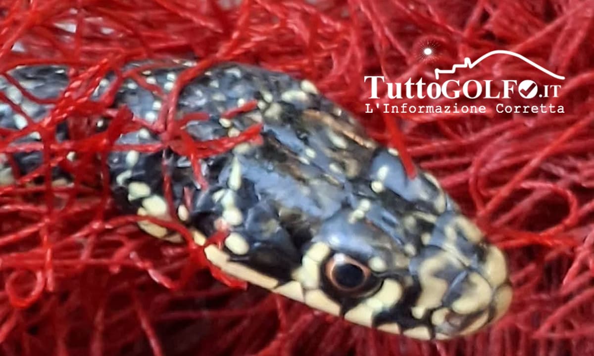 Serpente d’acqua salvato all’alba: una natrice (o biacco) liberata da una rete abbandonata