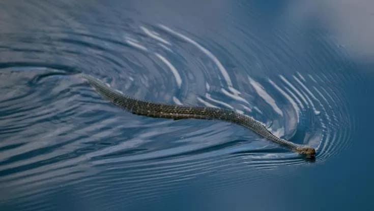 Dai serpenti di Ibiza al Mediterraneo che cambia: esistono davvero serpenti marini nelle nostre acque?