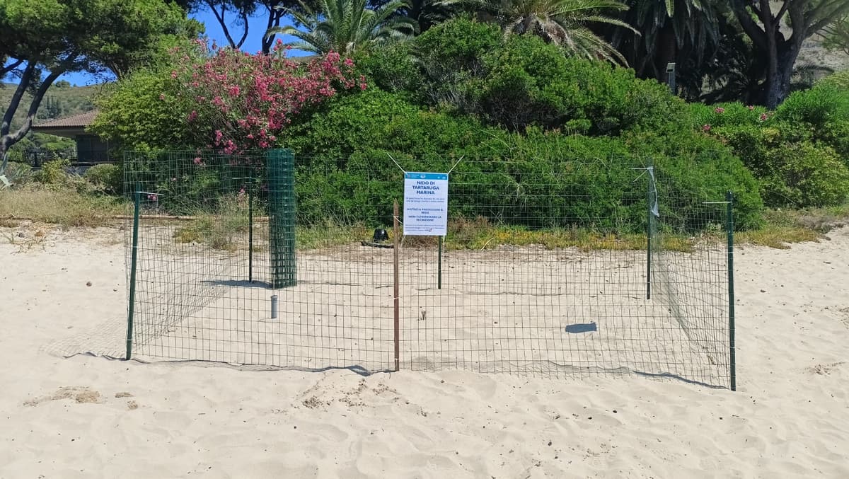 Nuovo nido di Caretta caretta a Sperlonga