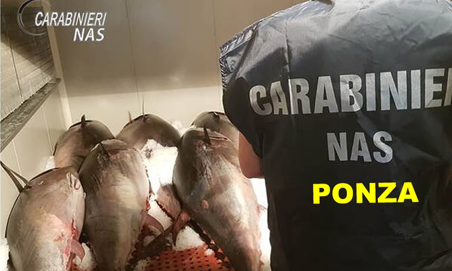 Carabinieri Nas Ponza