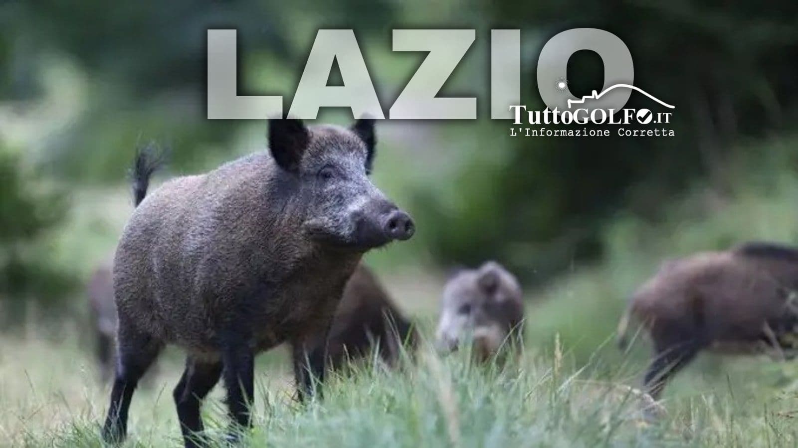 Peste suina africana, il Lazio rafforza le misure dopo i quattro casi