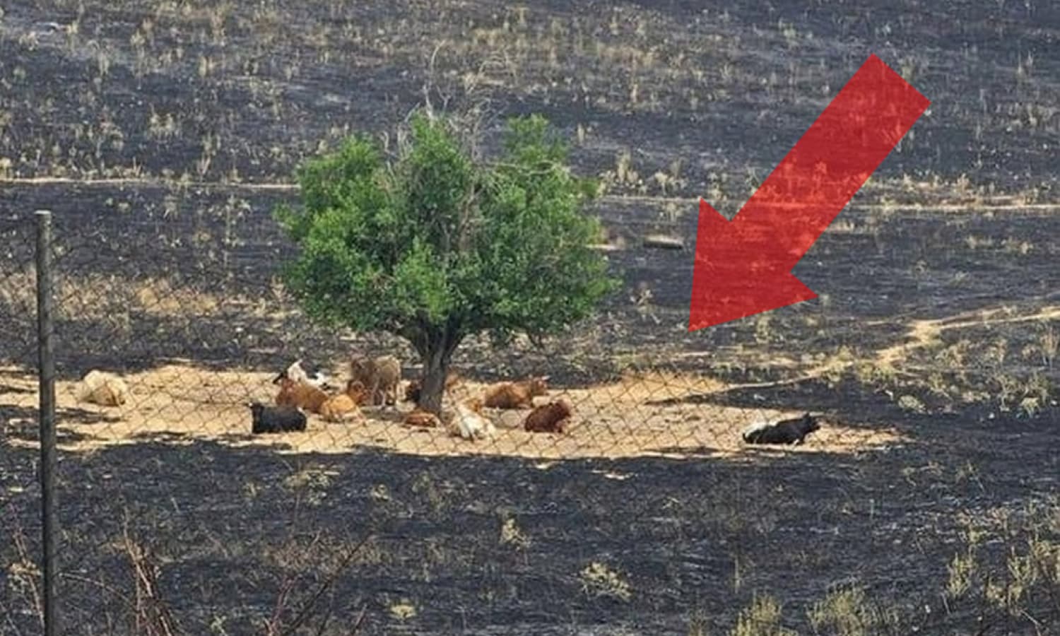 Dopo gli incendi, il pericolo continua: il pascolo abusivo mette a rischio la rinascita dei boschi