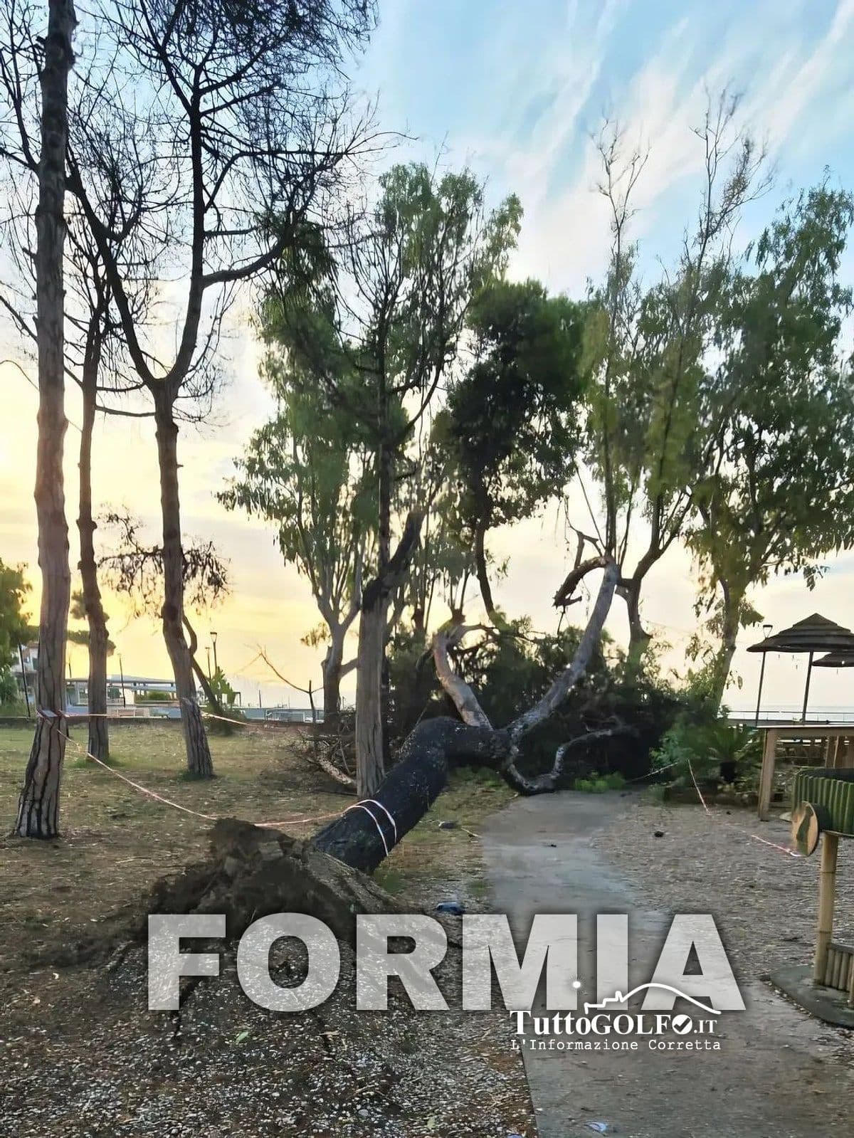Formia - Vento forte nella Pineta di Vindicio, Taddeo: “Intervento tempestivo della Protezione Civile”