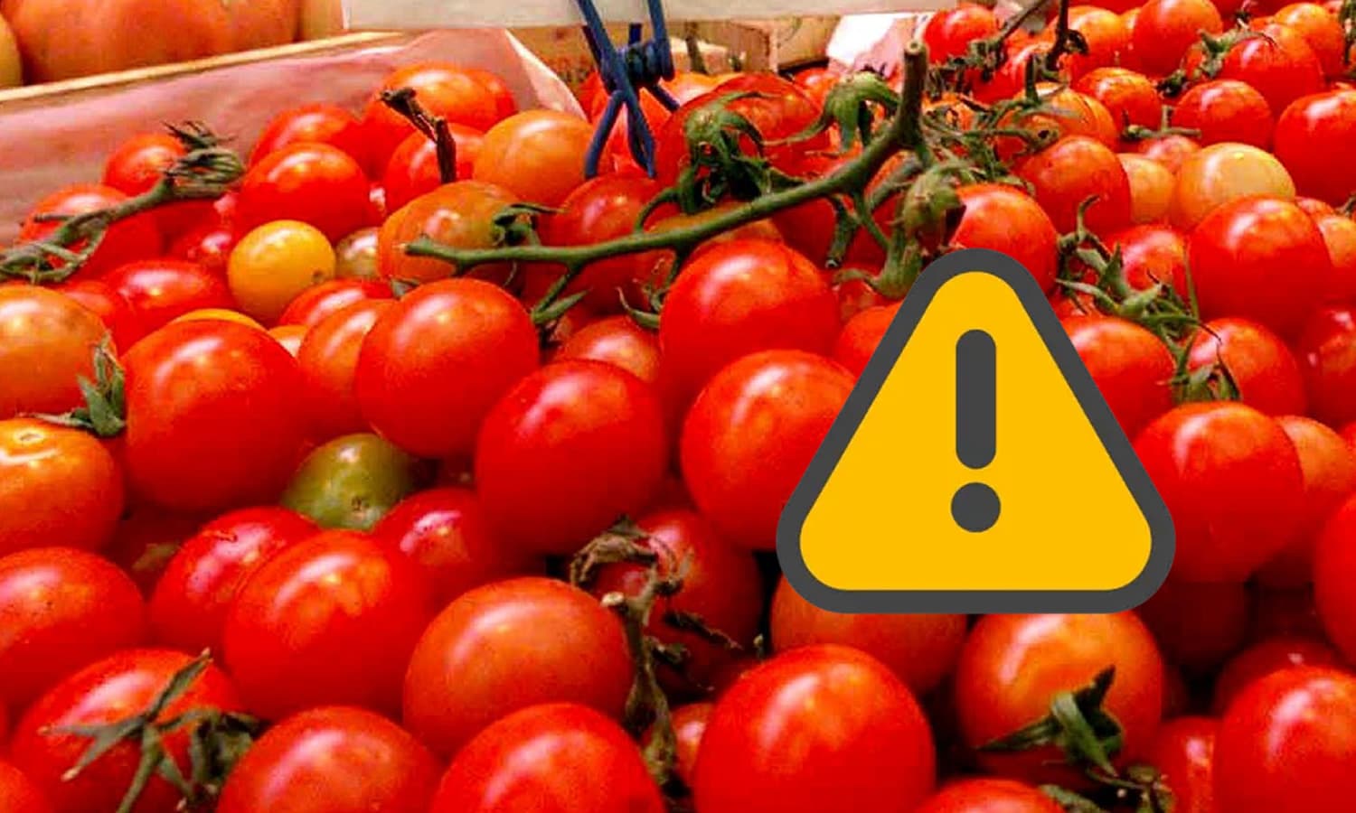 Richiamato un lotto di pomodoro ciliegino per possibile presenza di Salmonella