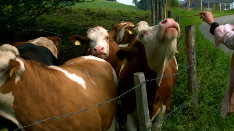 ITRI – Rimozione delle recinzioni abusive a Tozze e Traste