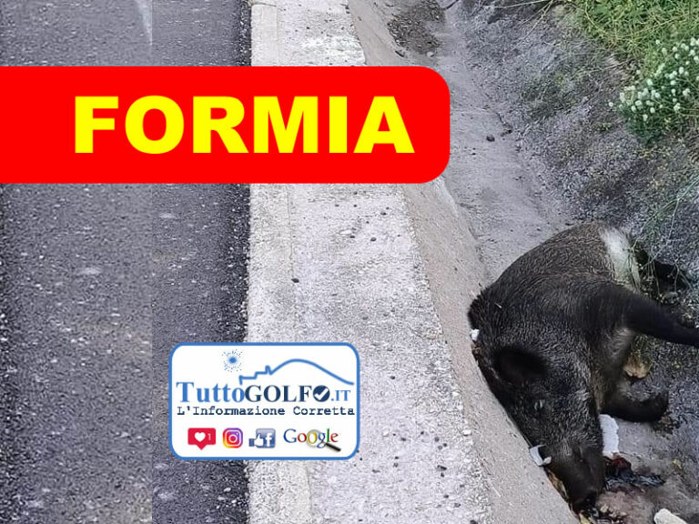 Formia, cinghiale investito. Pericoli alla sicurezza stradale