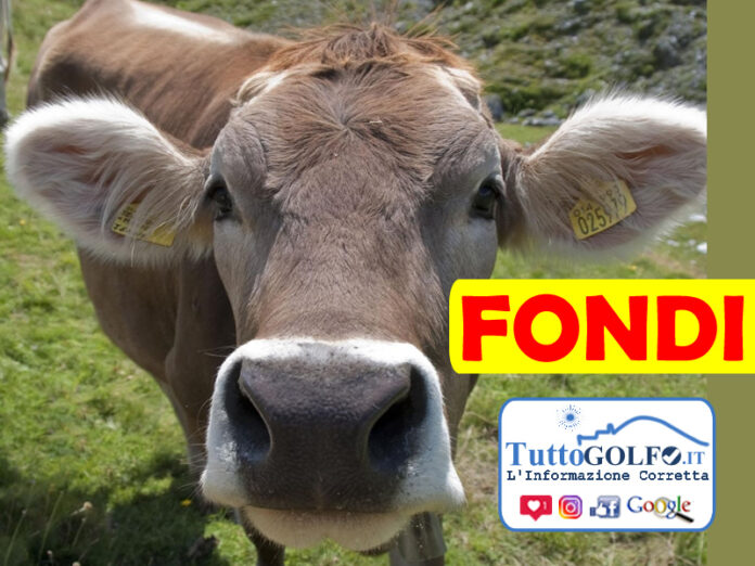 mercato bestiame fondi