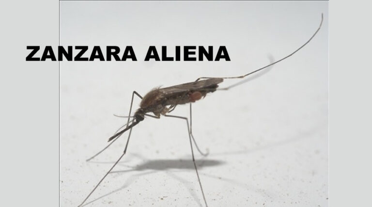 Zanzara aliena in Etiopia. Contribuisce alla diffusione della malaria