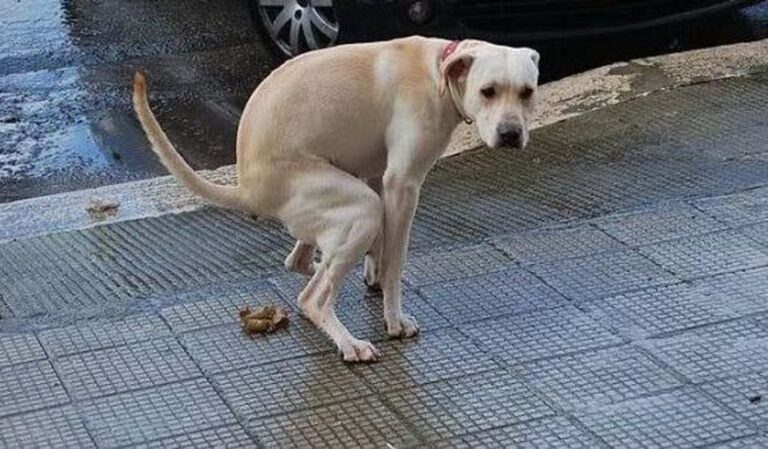 Formia: Misure in materia di comportamento dei proprietari dei cani nei luoghi pubblici