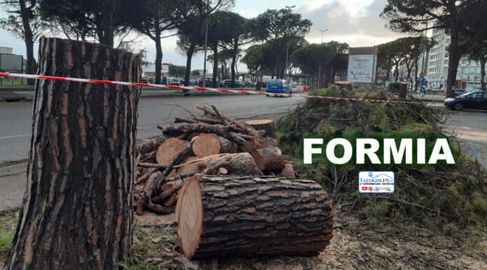 PINI FORMIA TAGLIATI2