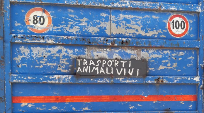 trasporto animali vivi