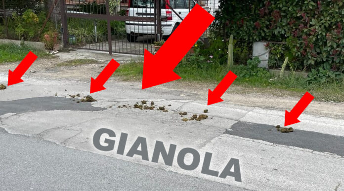 CACCA CAVALLO GIANOLA