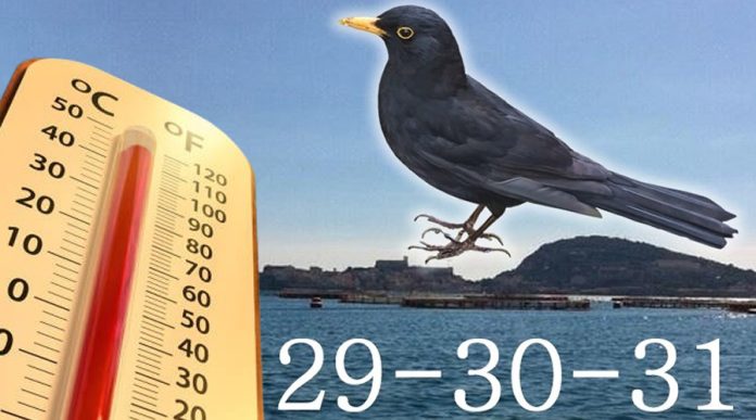 merla meteo giorni caldi