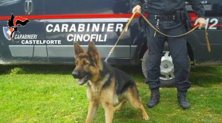 Castelforte: arrestato un 47enne. Ecco cosa hanno trovato occultato in cantina i Carabinieri