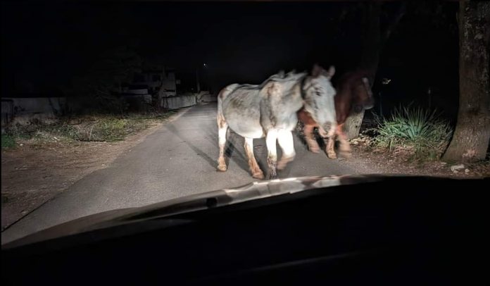cavalli strada suio castelforte