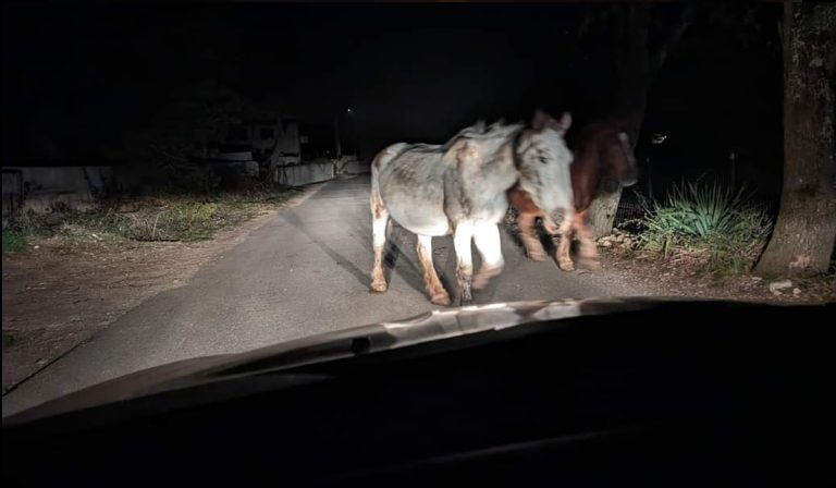 Cavalli in strada a Suio. La segnalazione