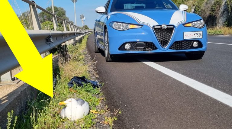 Gaeta: salvato un gabbiano lungo la Flacca dagli agenti della Polizia di Stato