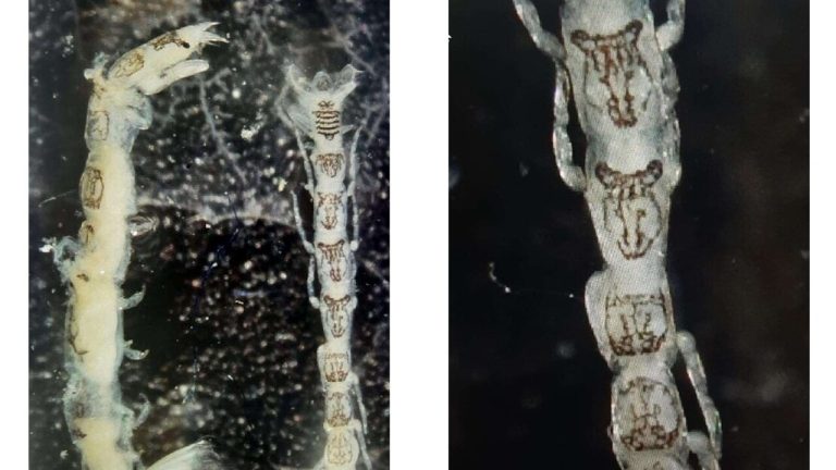 Mesanthura romulea, nel Mediterraneo una nuova specie aliena