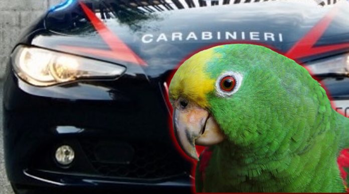 pappagallo furto