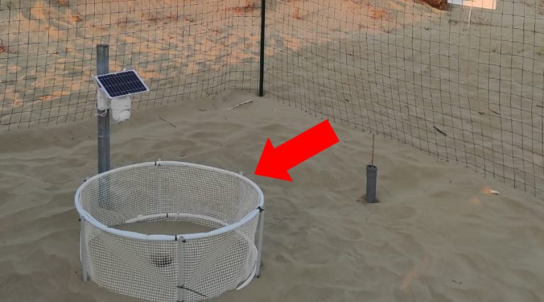 Anche Fondi aderisce al progetto “Life Turtlenest” di Legambiente