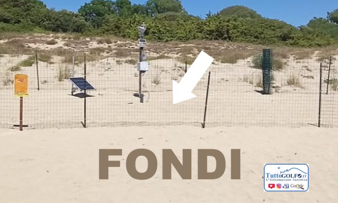 FONDI TARTARUGA UOVA TARTARUGHE