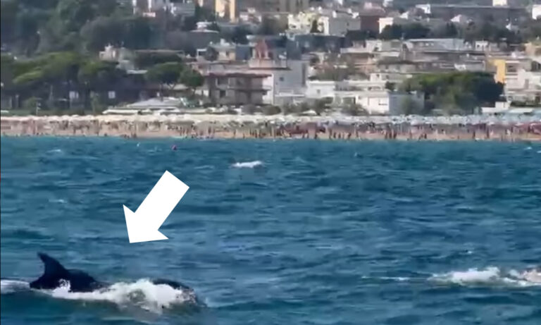 Gaeta – Delfini a largo della spiaggia di Serapo