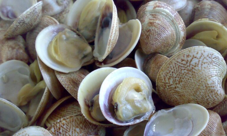 Lotto di vongole oggetto di richiamo alimentare per rischio chimico